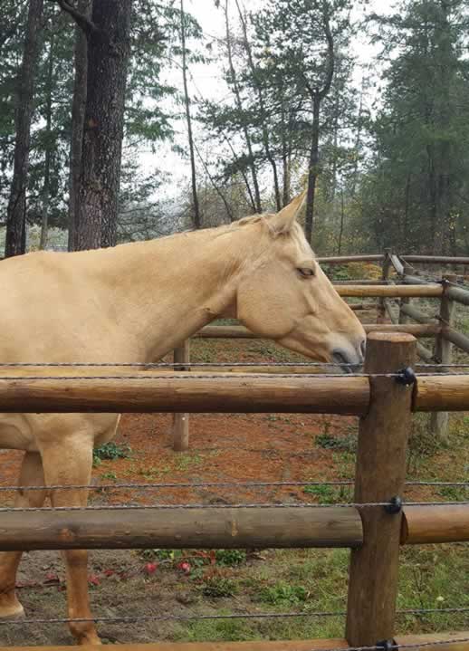 Horse Undergoing Rehabilitation